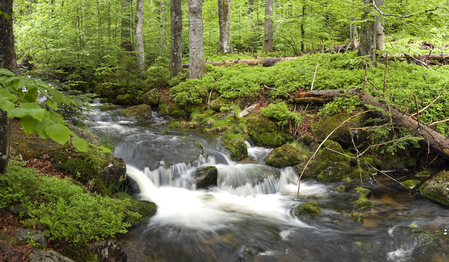 Urlaub im Bayerischen Wald